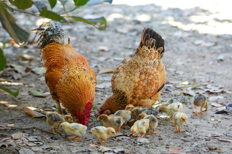 Beginner Tips for Backyard Birdwatching: A Simple Guide to Getting Started
